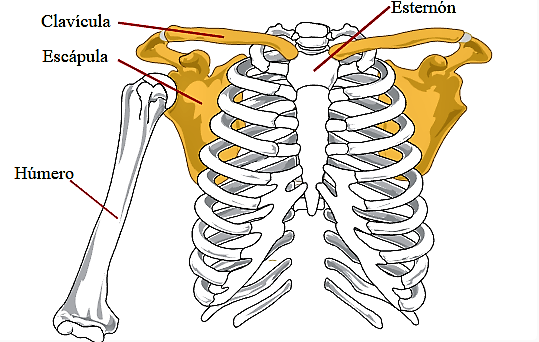 Cintura Escapular Qu Es Caracter Sticas Funci N Musculos