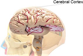 Corteza Cerebral Qu Es Caracter Sticas Partes Capas Funci N