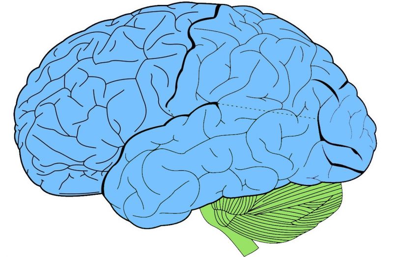 Cerebelo Qué Es Histología Características Partes Función Núcleos