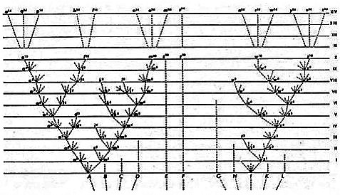 Árbol Filogenético | Qué Es, Qué Representa, Para Qué Sirve, Tipos ...