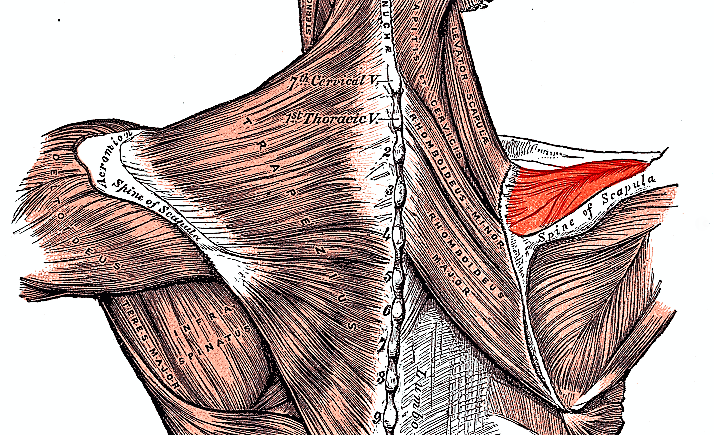 Musculo Subescapular Musculo Supraespinoso Musculo Infraespinoso Images