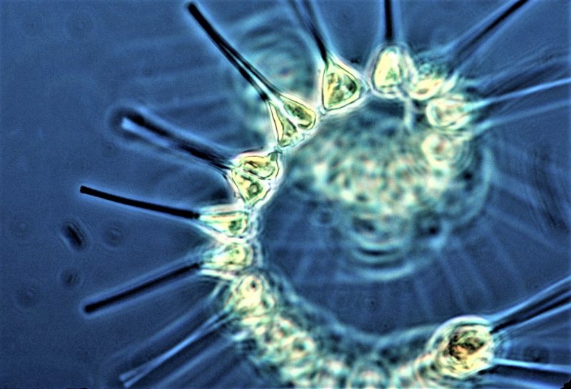 phytoplankton-glossary-attitude