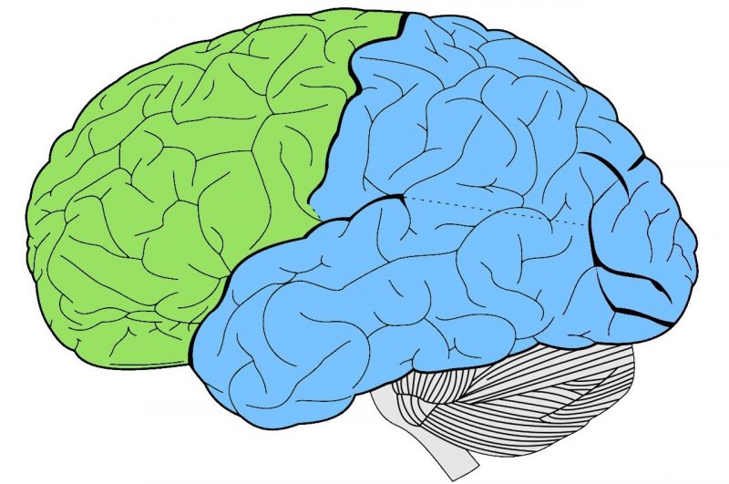 Frontal lobe | What is, location, areas, functions, injuries, diseases ...