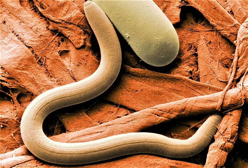 Nematodes | What are, characteristics, classification, feeding