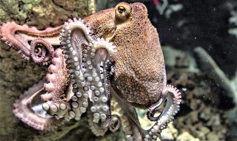 cephalopods-what-are-characteristics-types-feeding-habitat-examples