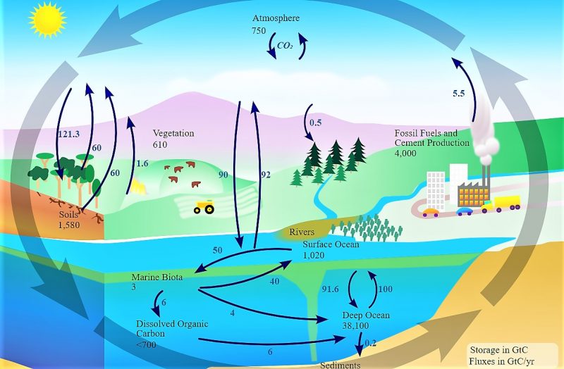 Ciclo del carbono | Qué es, características, paso a paso ...