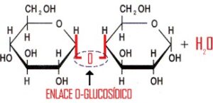 Enlace Glucosídico | Qué Es, Características, Formación, Tipos, Propiedades